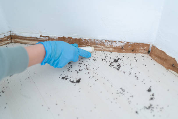 Flea Control Services in Arnold, PA